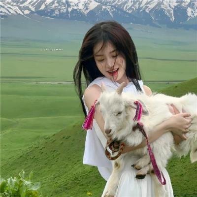 夏日菊花茶前传